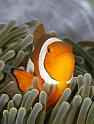 11 Clown Anemonefish